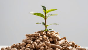 Caldeira a biomassa - uma planta crescendo